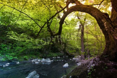 Papier peint  Arbres tordus dans la forêt vierge