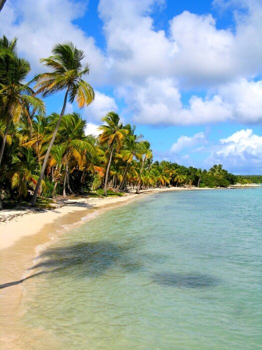 Papier peint  Arbres tropicaux au bord de la mer