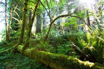 Papier peint  Arbres verts dans la forêt vierge