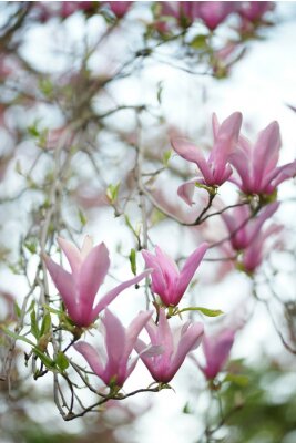 Papier peint  Arbuste de magnolia