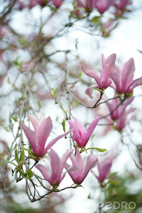 Papier peint  Arbuste de magnolia