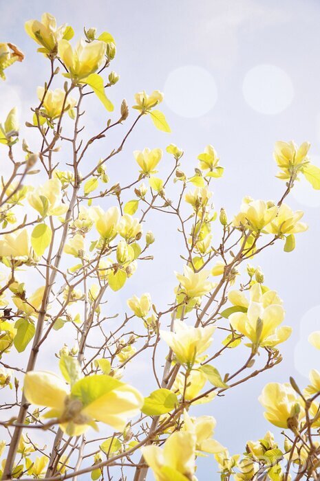 Papier peint  Arbuste de magnolia au soleil