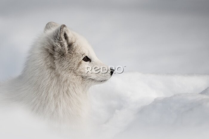 Papier peint  Arctic Fox