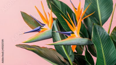 Papier peint   arrangement of Strelitzia reginae, commonly known as Bird of Paradise flowers, complemented by rich, green tropical leaves.