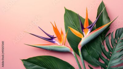 Papier peint   arrangement of Strelitzia reginae, commonly known as Bird of Paradise flowers, complemented by rich, green tropical leaves.