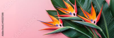 Papier peint   arrangement of Strelitzia reginae, commonly known as Bird of Paradise flowers, complemented by rich, green tropical leaves.