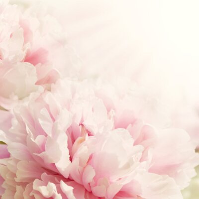 Papier peint  Arrière-plan abstrait de pivoines floues