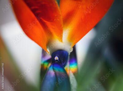 Papier peint  Artistic soft focus macro closeupwith blurry background of Strelitzia Reginae. Beautiful wild Bird of paradise flower.