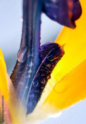 Papier peint  Artistic soft focus macro closeupwith blurry background of Strelitzia Reginae. Beautiful wild Bird of paradise flower.