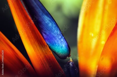 Papier peint  Artistic soft focus macro closeupwith blurry background of Strelitzia Reginae. Beautiful wild Bird of paradise flower.