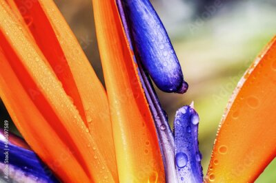 Papier peint  Artistic soft focus macro closeupwith blurry background of Strelitzia Reginae. Beautiful wild Bird of paradise flower.