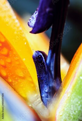 Papier peint  Artistic soft focus macro closeupwith blurry background of Strelitzia Reginae. Beautiful wild Bird of paradise flower.