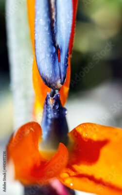 Papier peint  Artistic soft focus macro closeupwith blurry background of Strelitzia Reginae. Beautiful wild Bird of paradise flower.
