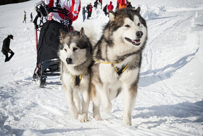 Papier peint  Attelage d'hiver sur un versant de montagne