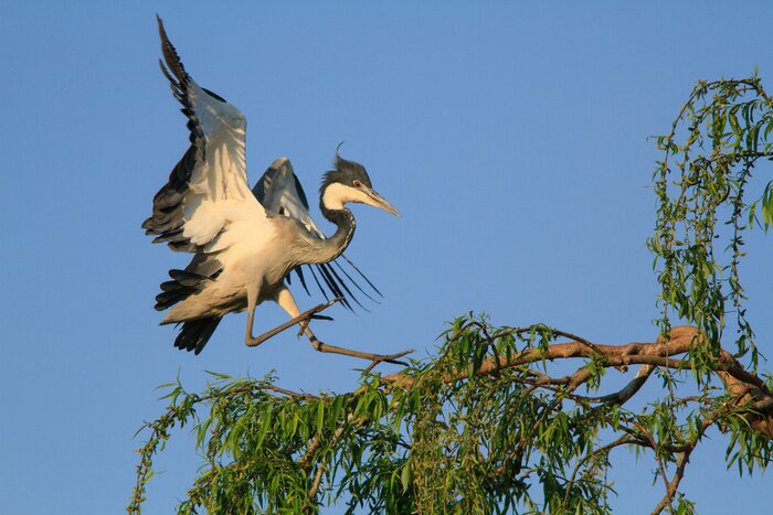 Papier peint  Atterrir sur un arbre