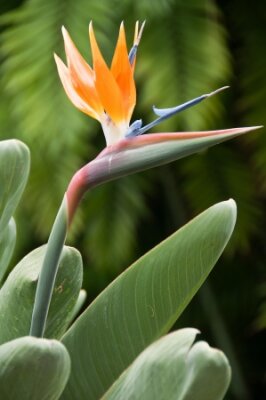 Papier peint  Aussi connu comme Strelitzia dans un parc à Funchal, Madère