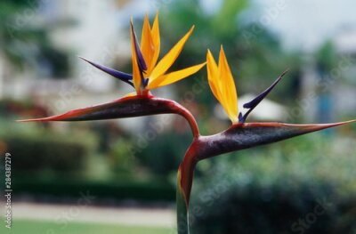 Papier peint  Australia, Queensland, A twin of Paradise flower, Strelitzia Reginae in a tropical garden