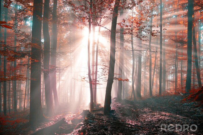 Papier peint  Automne ensoleillé dans la forêt