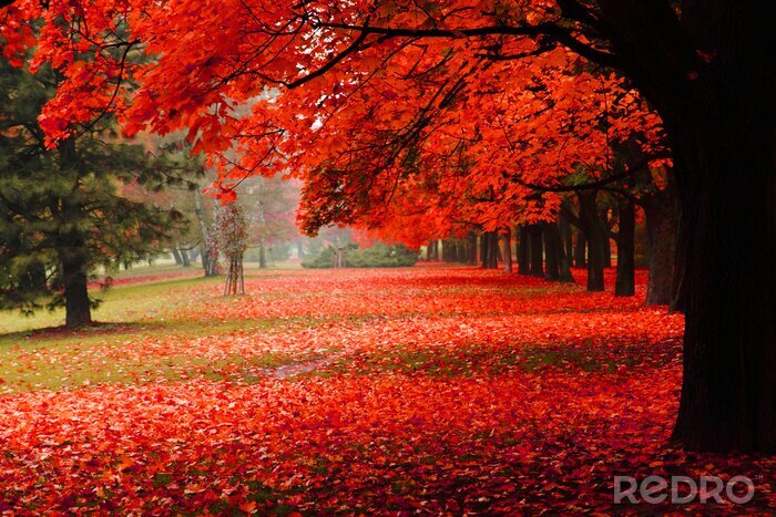 Papier peint  automne rouge dans le parc