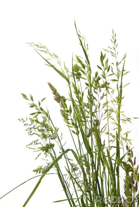 Papier peint  autre type de gazon sur fond blanc