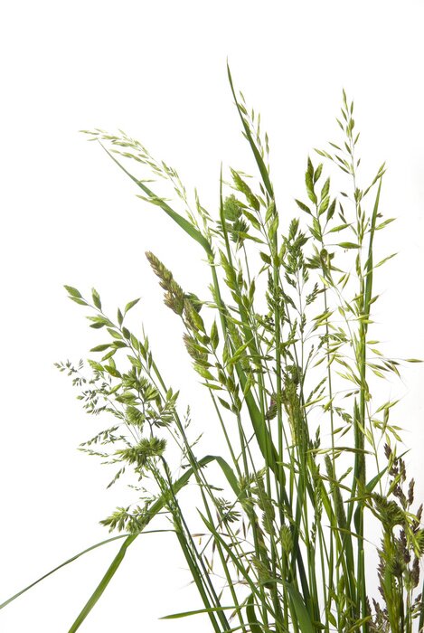 Papier peint  autre type de gazon sur fond blanc