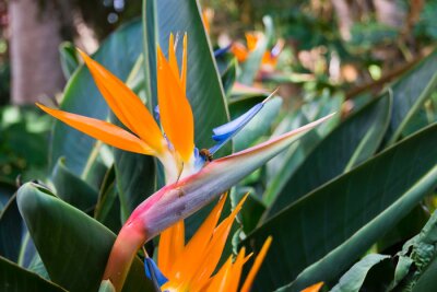 Papier peint  Ave del paraíso, flor de strelitzia reginae