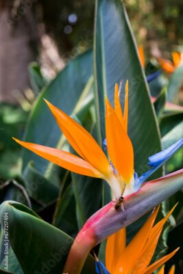 Papier peint  Ave del paraíso, flor de strelitzia reginae
