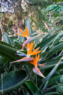 Papier peint  Ave del paraíso, flor de strelitzia reginae