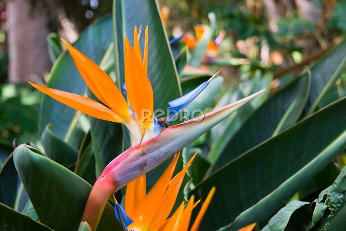 Papier peint  Ave del paraíso, flor de strelitzia reginae