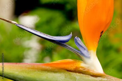 Papier peint  Ave del paraíso , flor tropical (Strelitzia reginae),   en la isla de Madeira, Portugal.