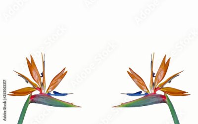 Papier peint  Ave del paraíso, strelitzia, aislada sobre fondo blanco.