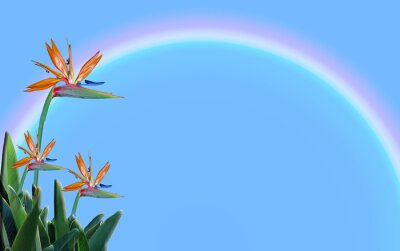 Papier peint  Ave del Paraíso,  strelitzia reginae, flor, fondo con cielo y arcoris.