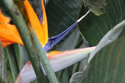 Papier peint  Ave del Paríso , hojas y flor   Strelitzia Reginae 
