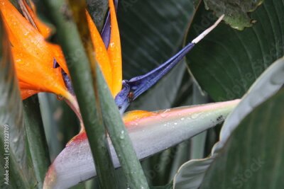 Papier peint  Ave del Paríso , hojas y flor   Strelitzia Reginae 