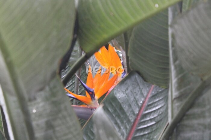 Papier peint  Ave del Paríso , hojas y flor   Strelitzia Reginae 