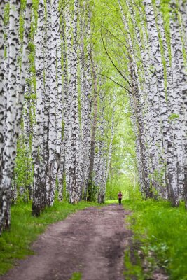 Papier peint  Avenue avec des bouleaux