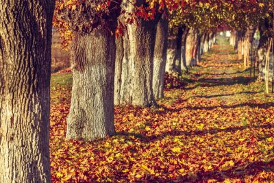 Papier peint  Avenue d'arbres en automne