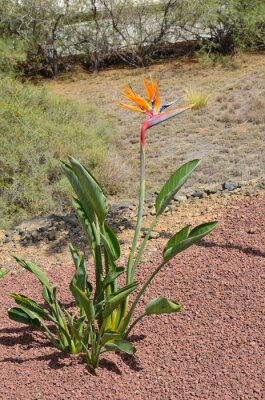 Papier peint  Awesome strelitzia in the park