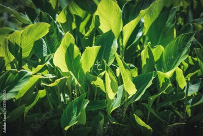 Papier peint  Background of Strelitzia leaves