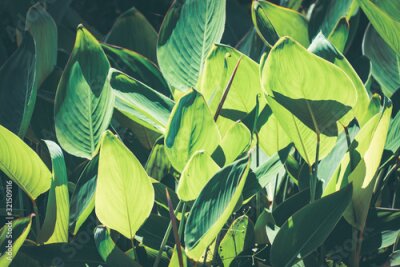 Papier peint  Background of Strelitzia leaves