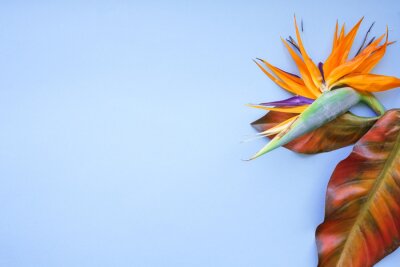 Papier peint  Background of tropical flowers, strelitzia and palm leaves, bouquet of exotic plants. Place for text. Flat lay. Summer concept.