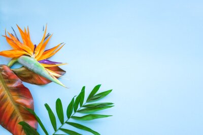 Papier peint  Background of tropical flowers, strelitzia and palm leaves, bouquet of exotic plants. Place for text. Flat lay. Summer concept.
