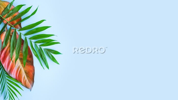 Papier peint  Background of tropical flowers, strelitzia and palm leaves, bouquet of exotic plants. Place for text. Flat lay. Summer concept.