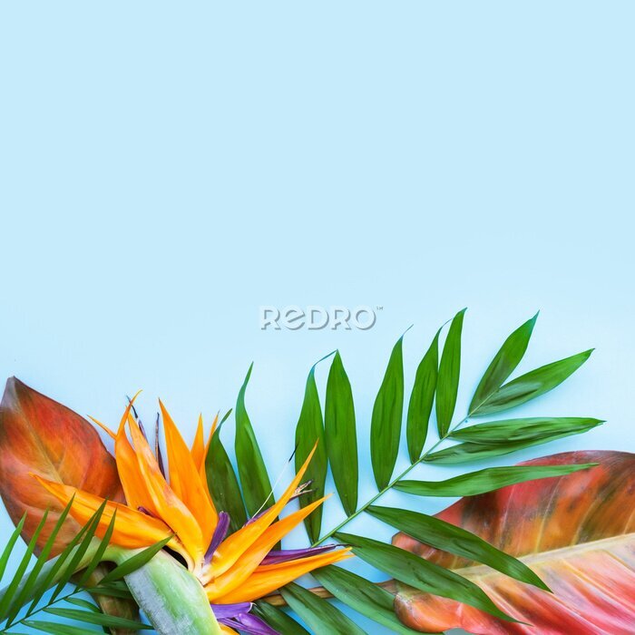 Papier peint  Background of tropical flowers, strelitzia and palm leaves, bouquet of exotic plants. Place for text. Flat lay. Summer concept.