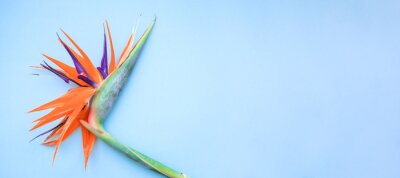 Papier peint  Background of tropical flowers, strelitzia and palm leaves. Place for text. Flat lay.  Summer concept.