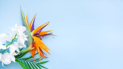 Papier peint  Background of tropical flowers, strelitzia and palm leaves. Place for text. Flat lay.  Summer concept.