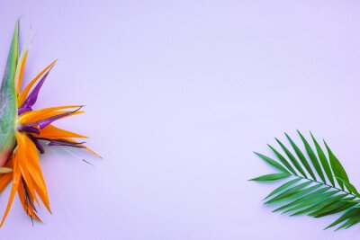 Papier peint  Background of tropical flowers, strelitzia and palm leaves. Place for text. Flat lay.  Summer concept.