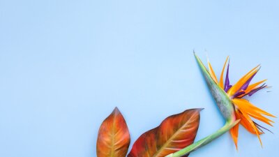 Papier peint  Background of tropical flowers, strelitzia and palm leaves. Place for text. Flat lay.  Summer concept.