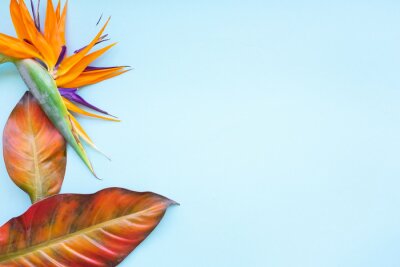 Papier peint  Background of tropical flowers, strelitzia and palm leaves. Place for text. Flat lay.  Summer concept.