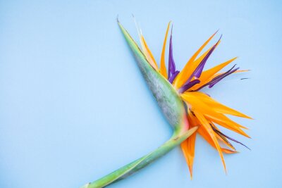 Papier peint  Background of tropical flowers, strelitzia and palm leaves. Place for text. Flat lay.  Summer concept.